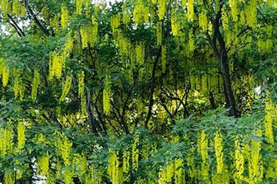 Saplings, Hedging, Shrubs, Monaghan, Greenfingers Garden Centre