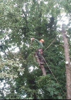 image of tree surveying in Leitrim