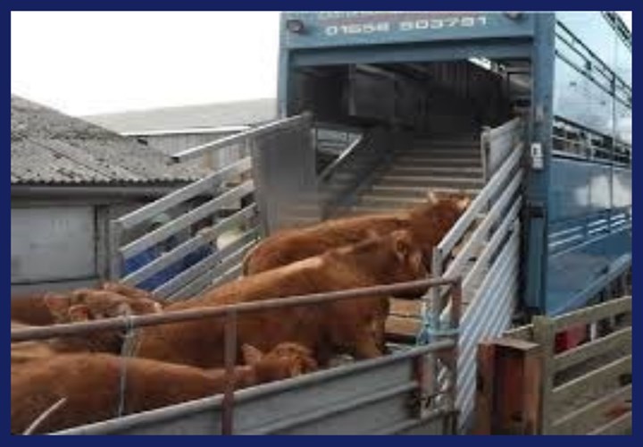 Cattle haulage in Meath is carried out by Brady's Livestock Haulage