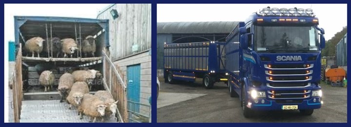 Sheep transportation in Meath is carried out by Brady's Livestock Haulage