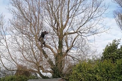 Dundalk Tree Surgeons -