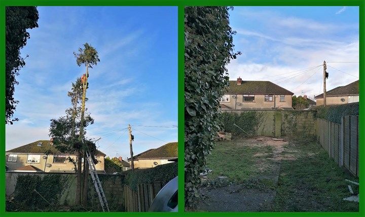 Local Tree Care - Tree Surgery Services Dundalk