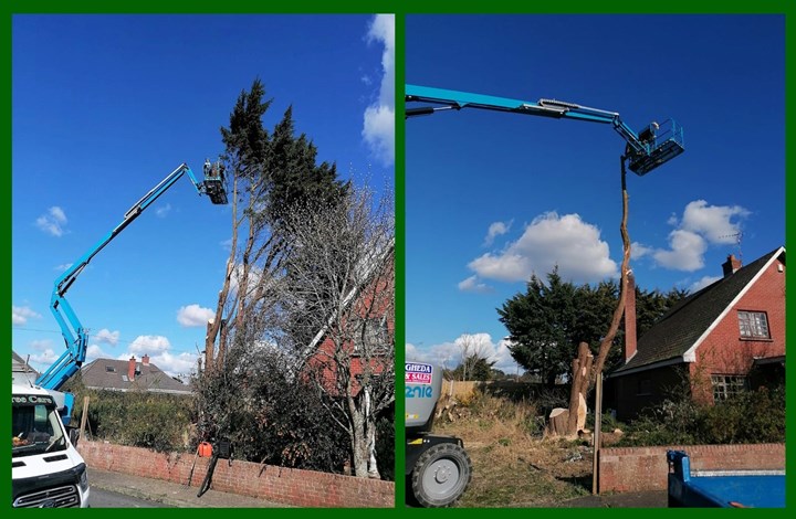 Local Tree Care - Tree Surgeons Dundalk 