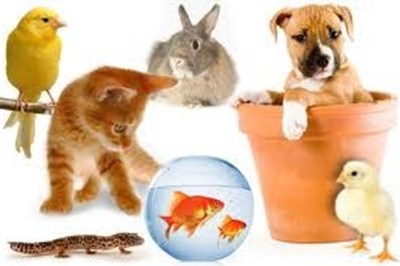 Tullyallen Pharmacy Louth