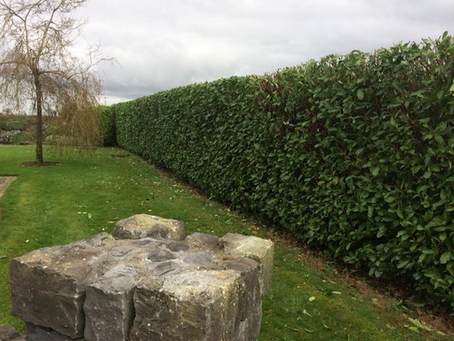 Image of garden in Athlone maintained by Athlone Landscaping, garden maintenance in Athlone is carried out by Athlone Landscaping