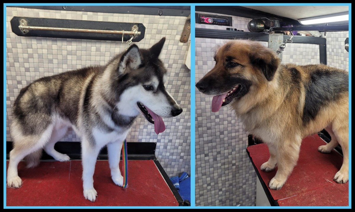 Mobile dog treatment services in Athlone - Dermot's Mobile Dog Grooming