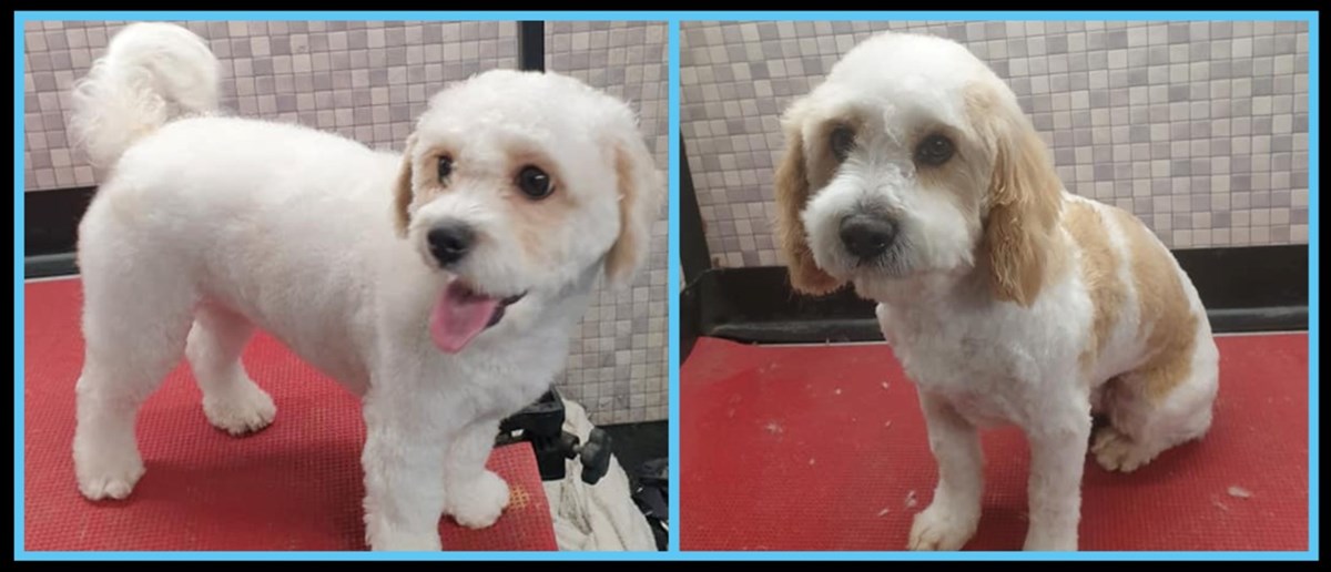 Mobile puppy grooming services in Athlone - Dermot's Mobile Dog Grooming