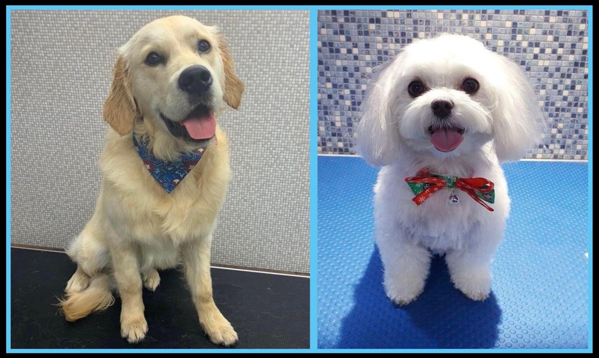 Professional mobile dog grooming services in Athlone - Dermot's Mobile Dog Grooming