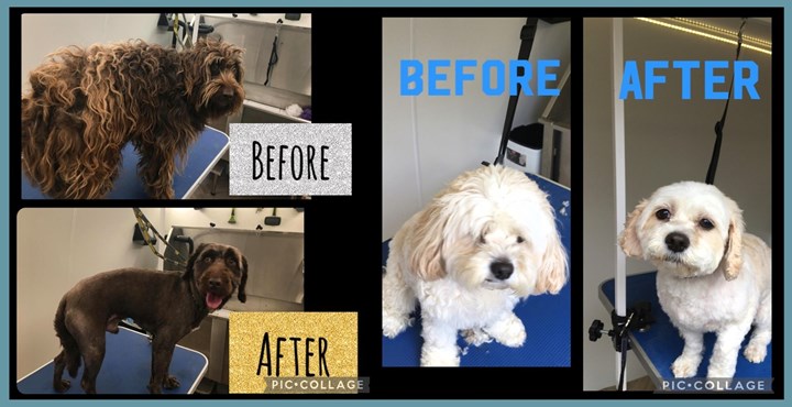 Complete mobile dog grooming in Athlone is provided by Groom To Improve