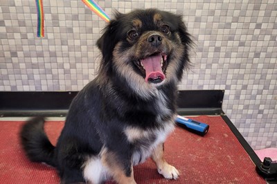 Mobile Dog Grooming Athlone