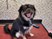Mobile Dog Grooming Athlone