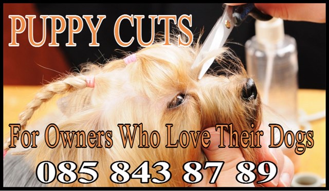 Top Dog Grooming Dublin Ohio in the year 2023 Learn more here 