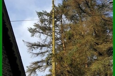 Tree Surgeons Roscommon