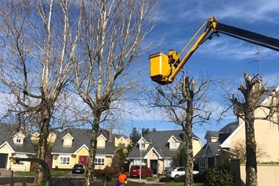 Tree Surgeons Wexford. Kehoe & Kehoe Tree Services