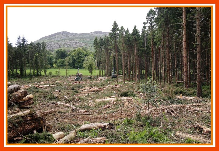 Ground preparation for forestry planting in Longford, Westmeath, and Roscommon - carried out by Thomas Oates Plant Hire