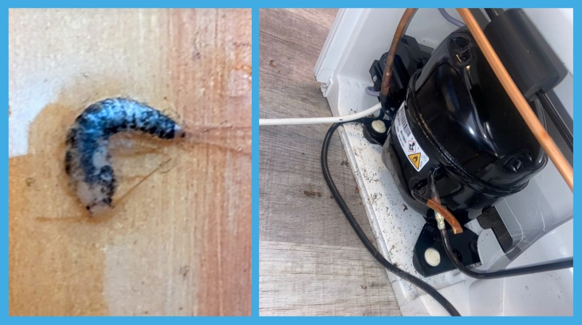 Pest control services in Athboy and Kells