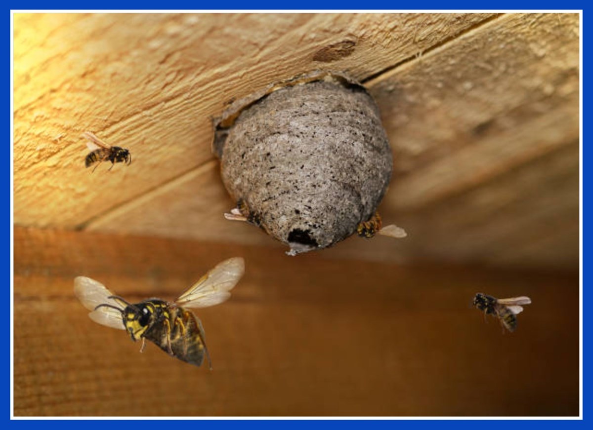 Insect infestation removal in Cavan - Breffni Pest Control