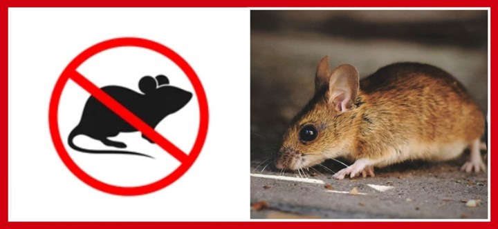 Rodent control in Meath is carried out by Advance Pest Control