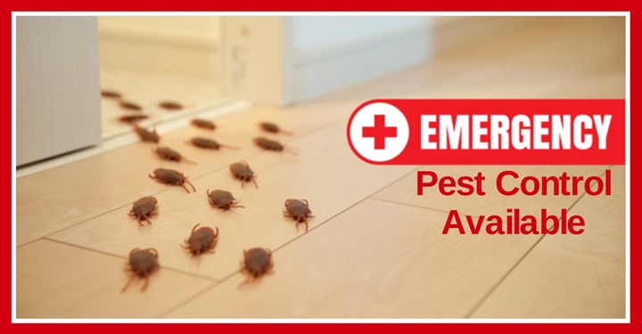 Emergency pest extermination in Meath is carried out by Advance Pest Control