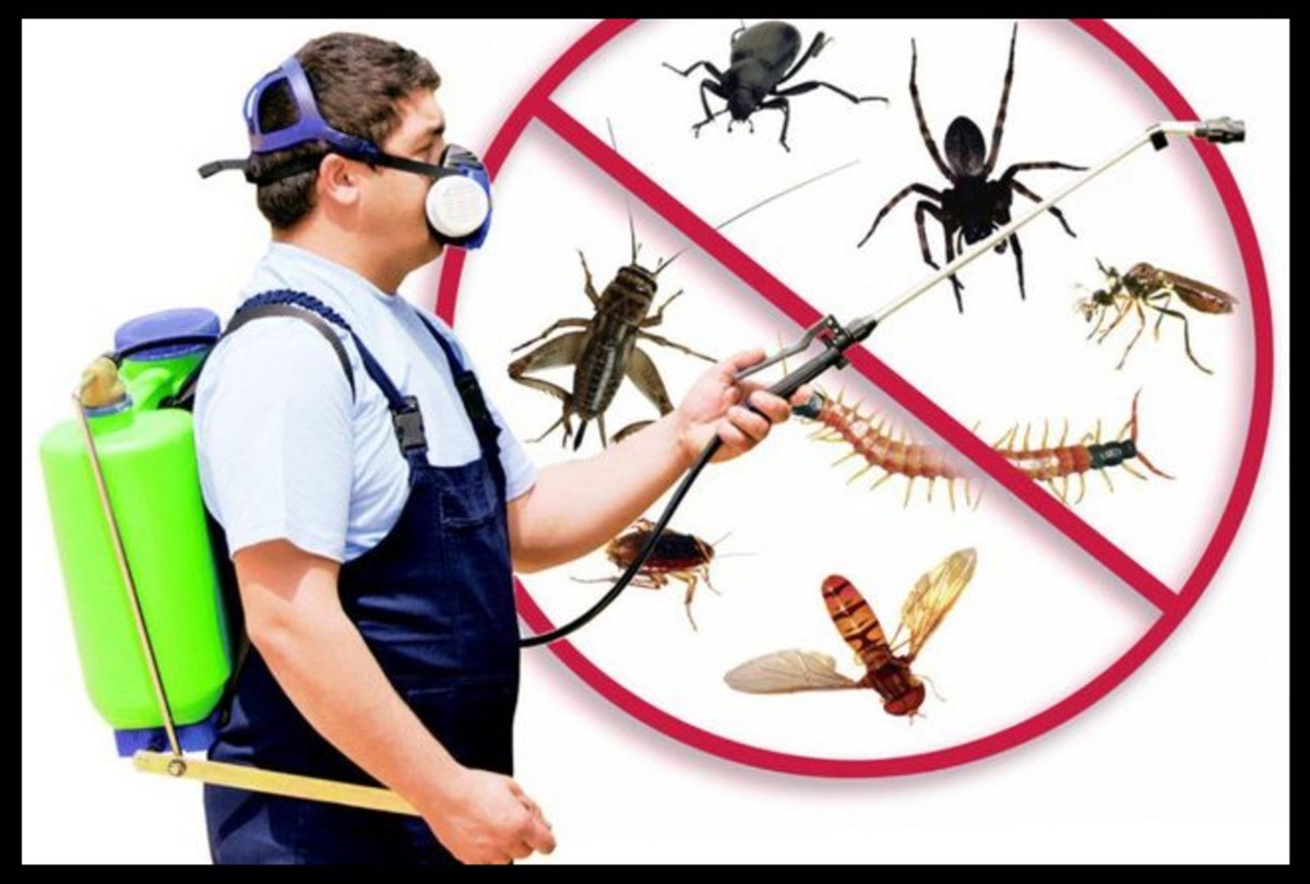 Pest controllers in Mullingar, Athlone, and Westmeath - Lakeland Pest Control