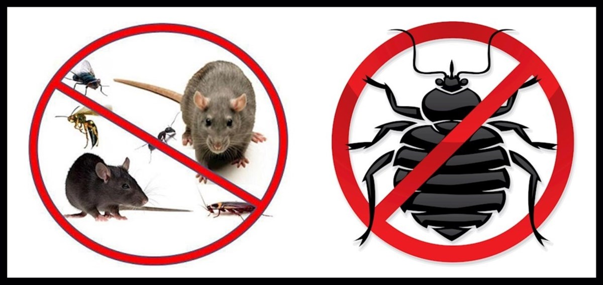 Pest controllers in Mullingar, Athlone, and Westmeath - Lakeland Pest Control
