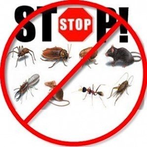 Emergency Pest control Limerick 