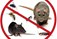 Pest Control -  Ballincollig, Carrigaline