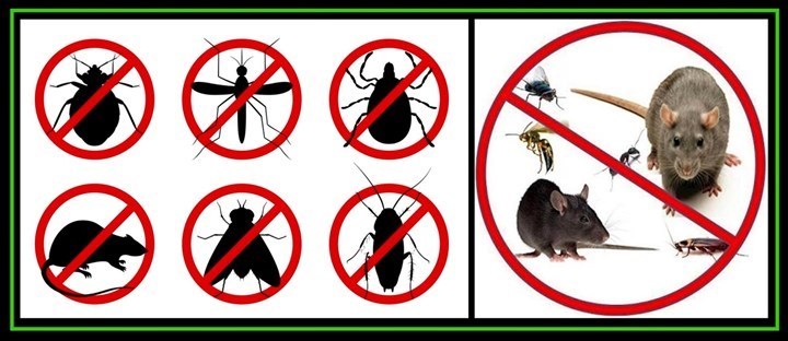 Pest Control Carrigaline, Cobh, Midleton and Ballincollig