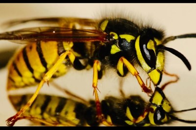 Ballincollig and Carrigaline pest control services -