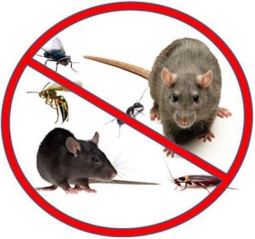 Image of pests.