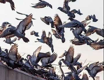 Feral pigeon control Limerick