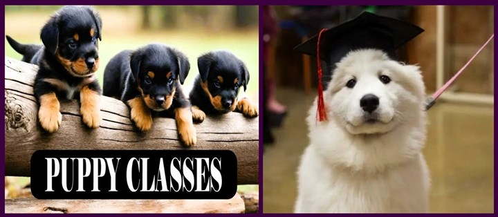 Puppy training classes in Galway provided by G-Dog Academy Glenamaddy