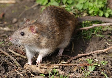 Rat control Limerick