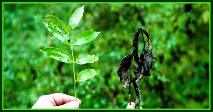 Advice on Ash Dieback Replanting schemes in Monaghan, Meath and Cavan is provided by by Tree Maintenance & Forestry Services - Ash Dieback Clearance Contractors Monaghan