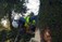 Tree Surgeon Longford