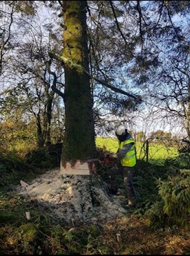 image of tree cutting in Longford
