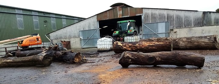 Cutting boards from large trees in Westmeath