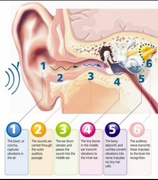 Image of ear anatomy, questions on hearing and hearing aids can be addressed by Limerick audiologist Gerard Feeney