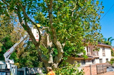 Galway Tree Cutting -