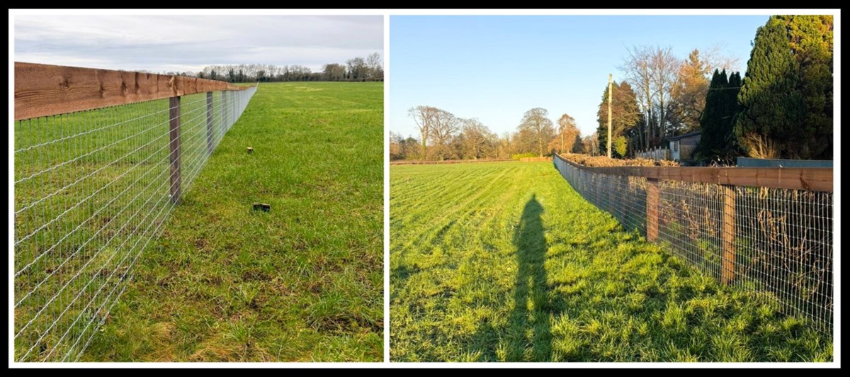Sheep fencing in Kildare