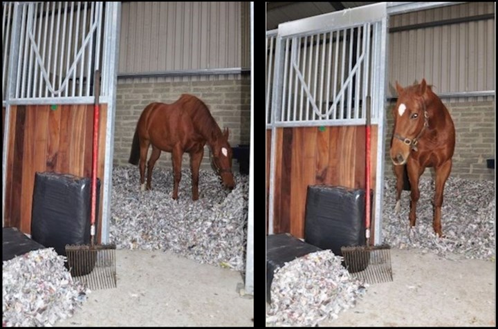 Shredded paper bedding for horses in Ireland is available from Mustang Ireland