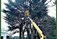 Tree Surgeons Maynooth, Celbridge. Healion Tree Care.