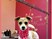 Dog Grooming Swords, North Dublin