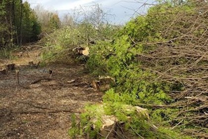 image of tree clearance in Sligo