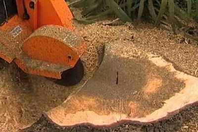 Sligo tree surgeons -