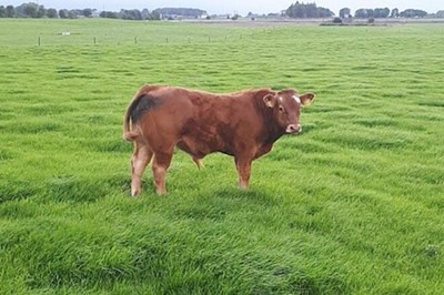 AgriNet HerdApp - Bord Bia Audits -