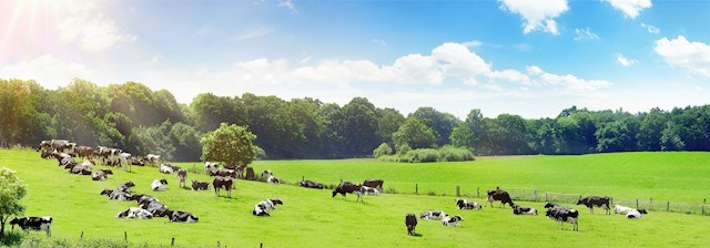 image of cattle heard, Cavan Farming Solutions