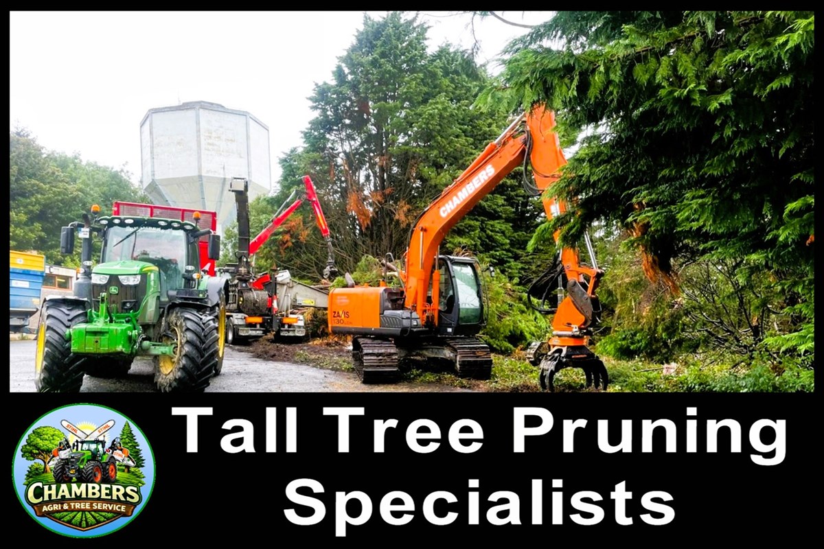 Tree removal services in Louth