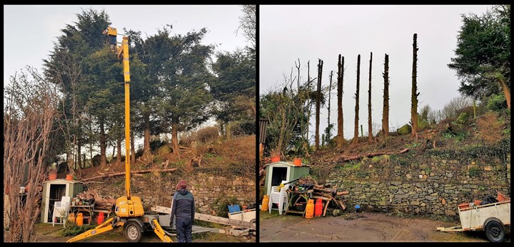 Tree Clearance services in Carlow