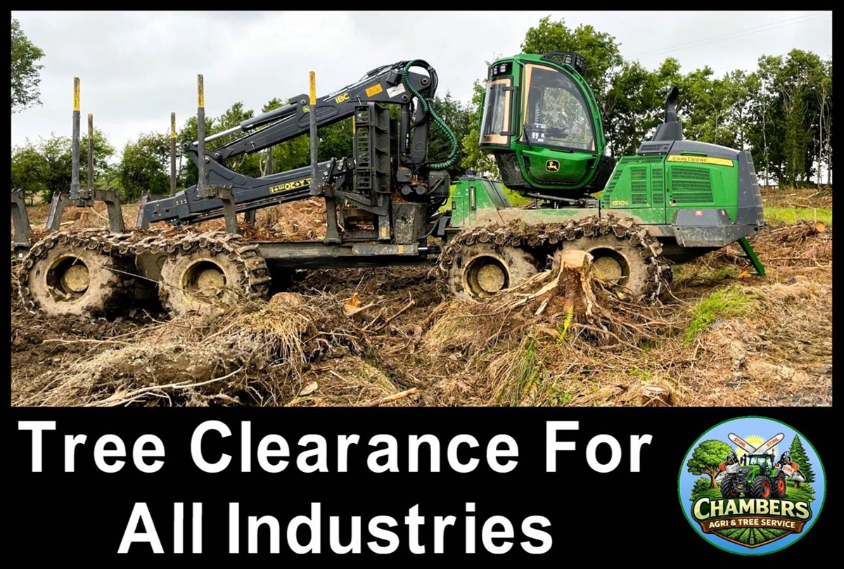 Tree clearance services in Louth